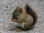 Adorable Little Squirrel