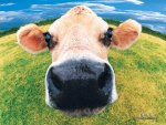 Cow closeup