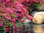 Pink blooms over the pond