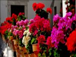 geraniums