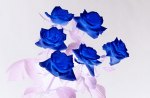 Blue Roses