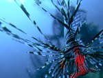 Lionfish