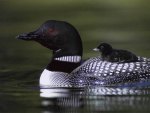 loon and baby