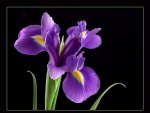 Royal Purple Iris