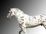 white horse with black spots