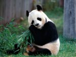 panda bear