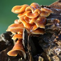 There's A Fungus Amungus