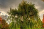 Beautiful but sad, Weeping Willow