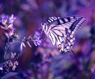 beutiful purple buttefly