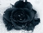 black flower