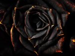 black rose