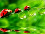 ladybird beetles in my