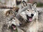 Grey Wolves    {spiritlake57} Kathy