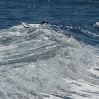 Surfing in Rhode Island 2