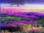 nature in purple