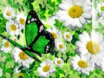 A butterfly on daisies