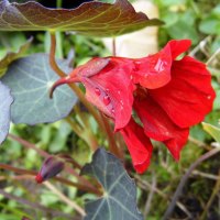 Nasturtium