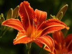 ORANGE LILY