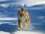 Tiger in the snow
