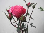 ROSAS PINK