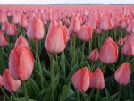 TULIPAS