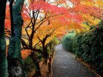 Autumn Path