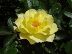 yellow rose