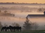 Foggy Farm