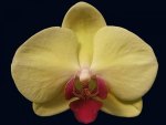 yellow orchid