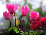 PINK CYCLAMEN