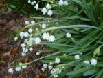 Snow-bells