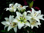 Lilies white flowers in magic