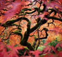 looking into another world