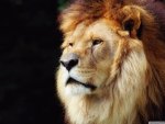 LION CLOSEUP