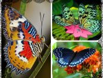 BUTTERFLIES
