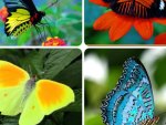 FOUR BUTTERFLIES