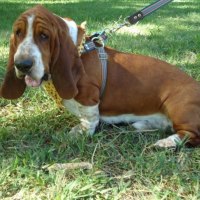 Basset Hound Busther