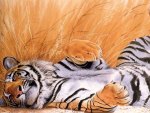 Beautiful Tiger Art