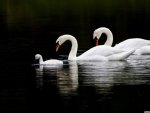 Swan Family
