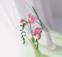 LITTLE FREESIA