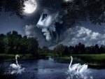 swans on the lake and the woman