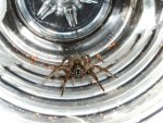 Wolf Spider in Water Bottle