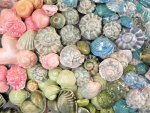 Colorful seashells