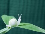 white snail