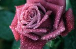 Purple Rose