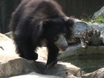 sloth bear
