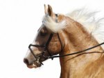 Palomino Close Up