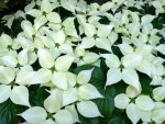 Beautiful Dogwood
