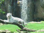 whitetiger