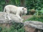 whitetiger 
